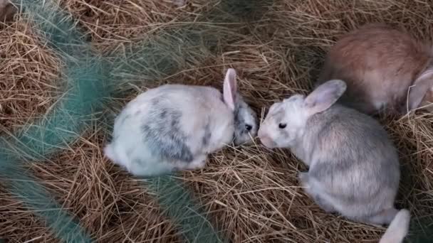 Tatlı Tavşanlar Samanların Içinde Yiyecek Arıyorlar Hayvanları Bir Hayvanat Bahçesinde — Stok video