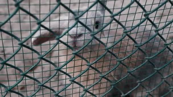 Śmieszny Brązowy Szary Królik Uroczym Nosem Ogrodzeniem Siatki Metalowej Zoo — Wideo stockowe