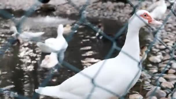 Vista Perto Pato Branco Com Bico Vermelho Observando Pequenos Patinhos — Vídeo de Stock