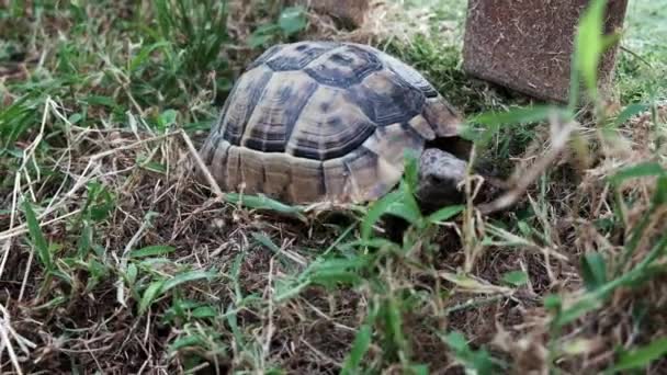 Carina Tartaruga Che Cammina Sull Erba Animali Selvatici Che Strisciano — Video Stock