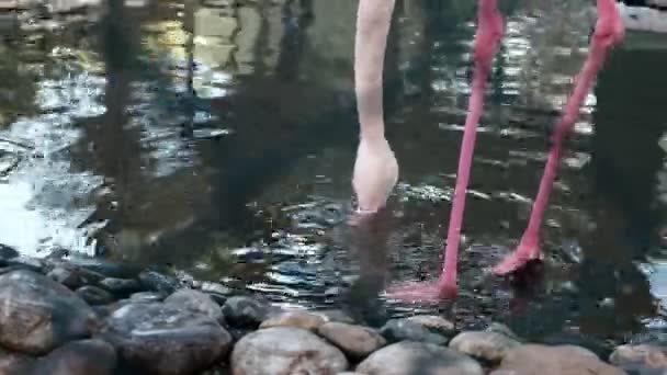 Vista Perto Flamingo Maior Água Potável Uma Lagoa Atrás Cerca — Vídeo de Stock