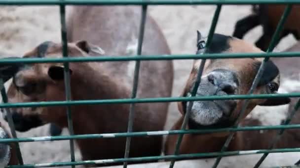 Três Cabras Castanhas Famintas Atrás Cerca Pedir Comida Mantendo Animais — Vídeo de Stock