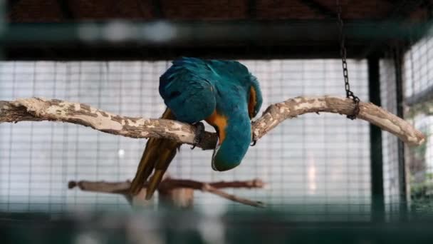 Bellissimo Pappagallo Ara Lucente Una Gabbia Uno Zoo Animale Solitario — Video Stock