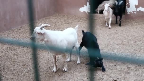 動物園で面白いかわいい白と黒のヤギのグループが出てくる 観光客との通信に満足しています 娯楽産業のために飼育されている家畜 肉と牛乳のための牛の飼育 — ストック動画