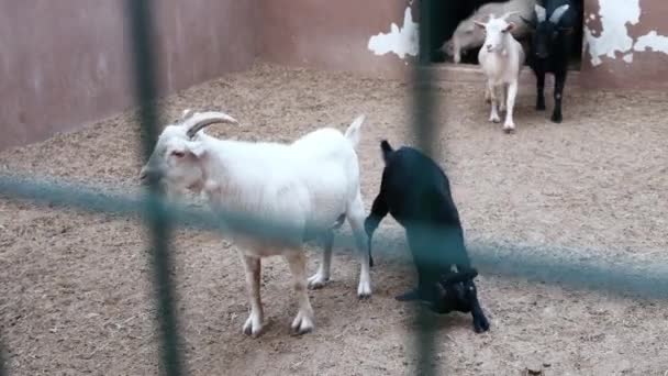 Een Groep Grappige Schattige Witte Zwarte Geiten Een Dierentuin Komen — Stockvideo