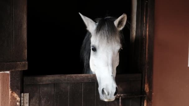 Wit Paard Met Zwarte Manen Die Verdrietig Uitzien Terwijl Stal — Stockvideo