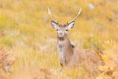 Sonbaharda uzun otların arasında kızıl geyik (Cervus elaphus)