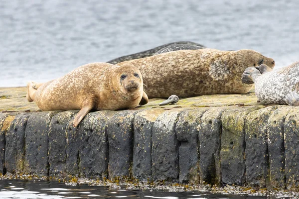 Common Harbour Seals Sandsayre Pier Shetland Royalty Free Stock Photos