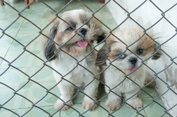 Κουτάβι σκυλί στο κλουβί και έχουν κακή όραση. — Φωτογραφία Αρχείου