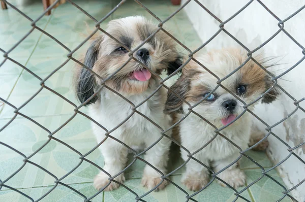 Puppy Dog in cage And have poor eyesight.