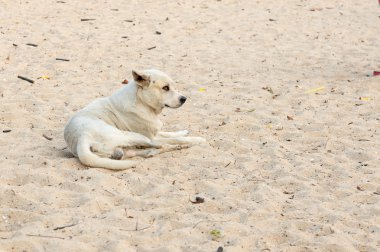 Beyaz köpek kum mahkemeler ve zavallı görme.
