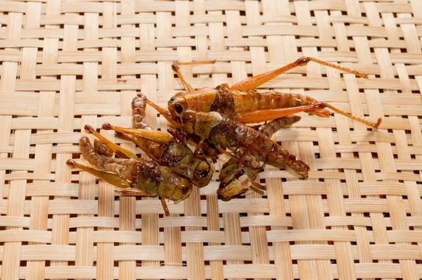 바 삭 튀긴된 곤충 — 스톡 사진