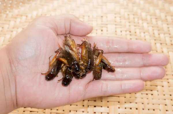 Çıtır çıtır kızarmış böcekler