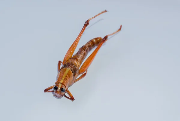 바 삭 튀긴된 곤충 — 스톡 사진