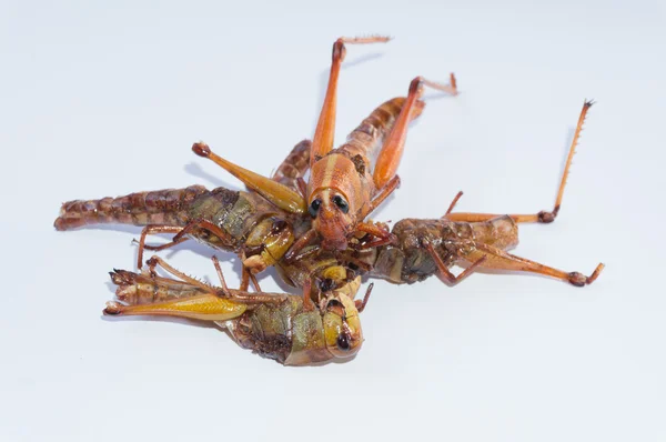 Krokant gebakken insecten — Stockfoto
