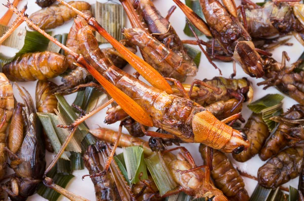 Çıtır çıtır kızarmış böcekler, grub larva, çekirge, kriket 