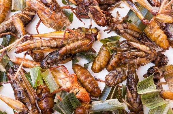 Çıtır çıtır kızarmış böcekler, grub larva, çekirge, kriket 