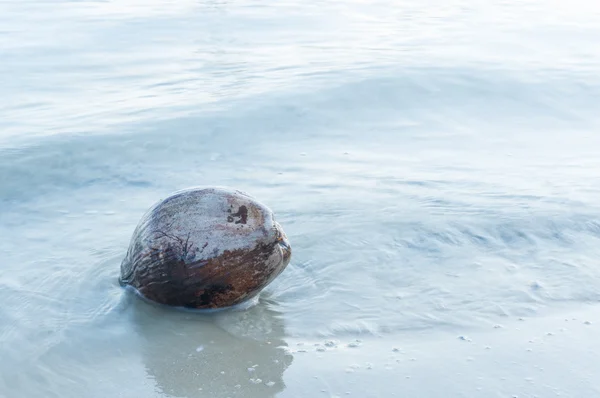 Hindistan cevizi meyve sahilde