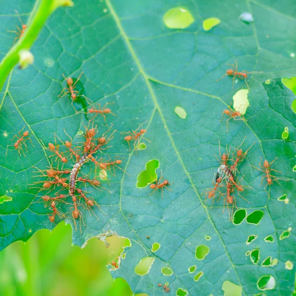 개미 둥지에 벌레를 당기는. — 스톡 사진