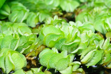 duckweed gölet