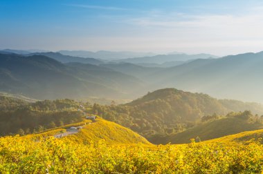 Tung Bua Tong Meksika ayçiçeği Maehongson, Th içinde mavi gökyüzü altında