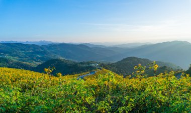 Tung Bua Tong Meksika ayçiçeği Maehongson, Th içinde mavi gökyüzü altında