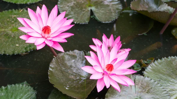 Een mooie roze waterlily of lotus bloem in pon — Stockfoto