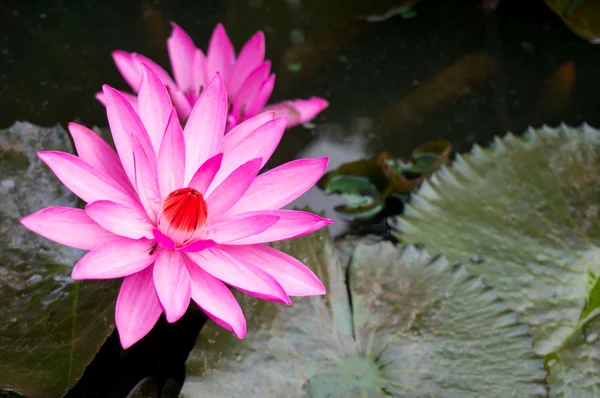 A beautiful pink waterlily or lotus flower in pon — Stock Photo, Image