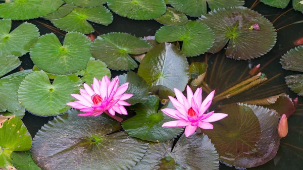 Una hermosa flor de agua rosa o flor de loto en pon — Foto de Stock