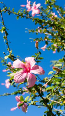 Çinliler gül çiçek yakın çekim 
