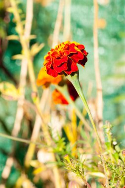  Saman çiçek ya da sonsuz flowe