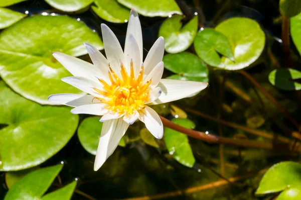 Een prachtige waterlelie of lotusbloem in vijver — Stockfoto