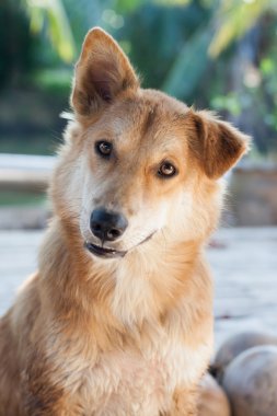 Tay köpeği kapatın