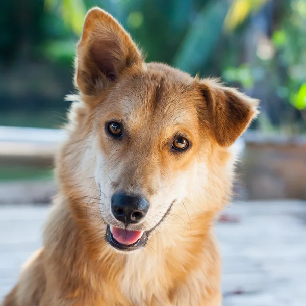 Tay köpeği kapatın