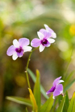 Mor orkide çiçek, seçici odak ile arka plan bulanıklık