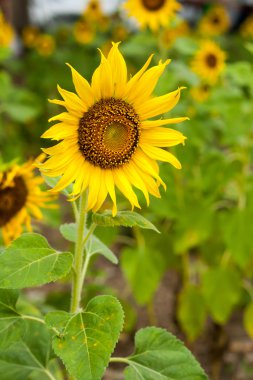 Alan ve bulanıklık arka plan ayçiçeği