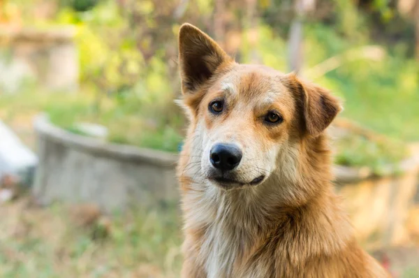 Tay köpeği kapatın