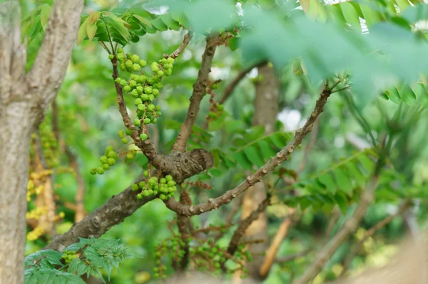 Estrella grosella en el árbol en el jardín sobre fondo natural — Foto de Stock