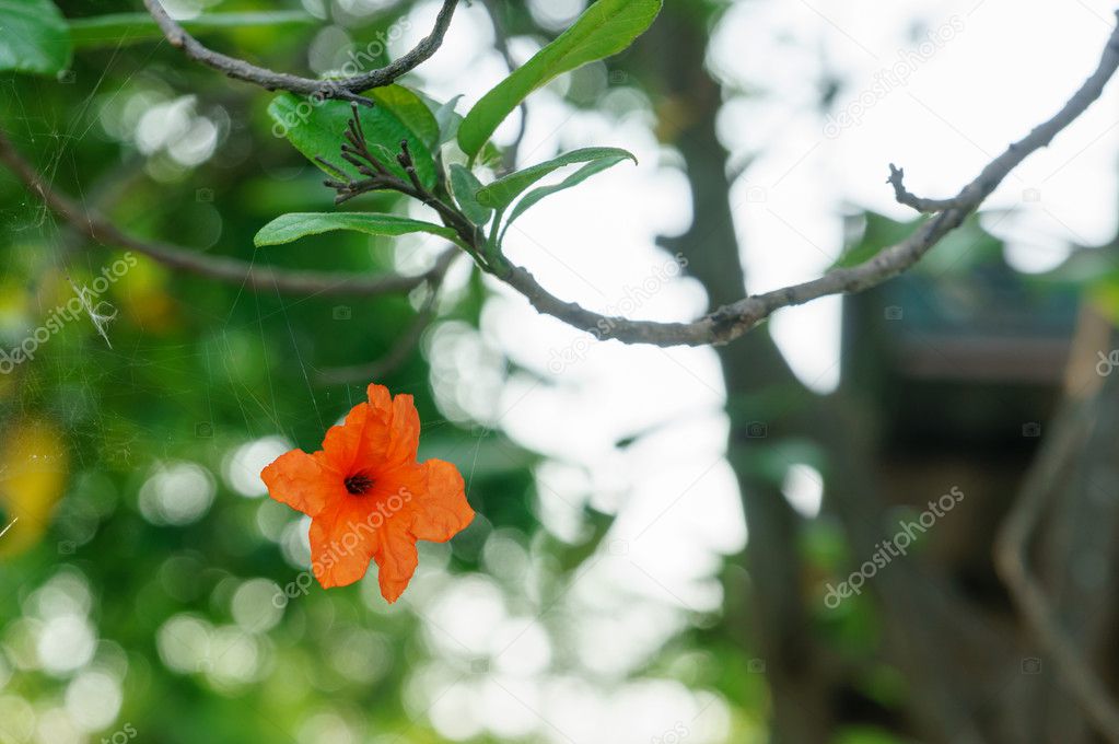 Cordia sebestena flowers