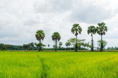 pirinç alan palmyra palm adam ile