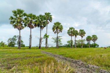 pirinç alan palmyra palm adam ile