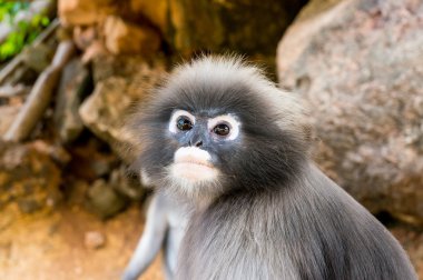 Gölgeli yaprak maymun surat yakın çekim