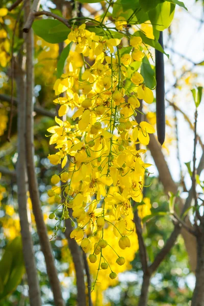 Doccia dorata o fiore di fistola Cassia in giardino — Foto Stock