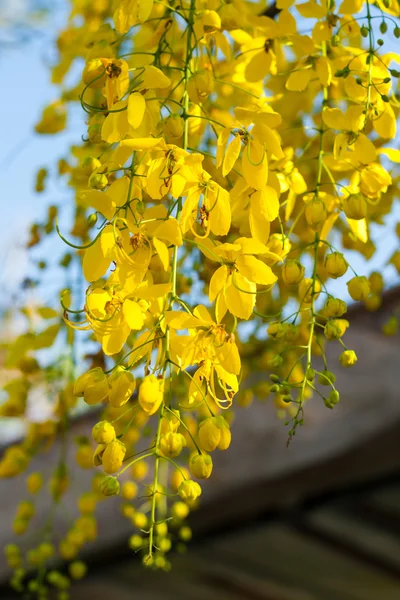 Duș de aur sau floare de fistulă Cassia în grădină — Fotografie, imagine de stoc