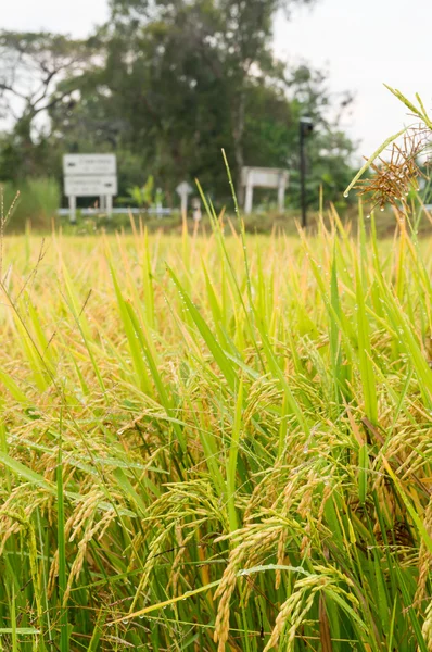 Rice fiel — Stock Photo, Image