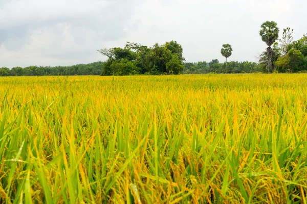 Rice fiel — Stock Photo, Image
