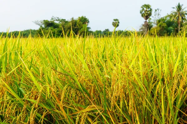 Rice fiel — Stock Photo, Image