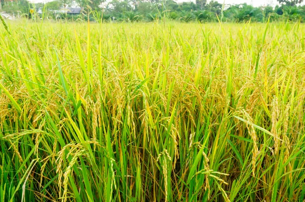 Arroz fiel — Fotografia de Stock