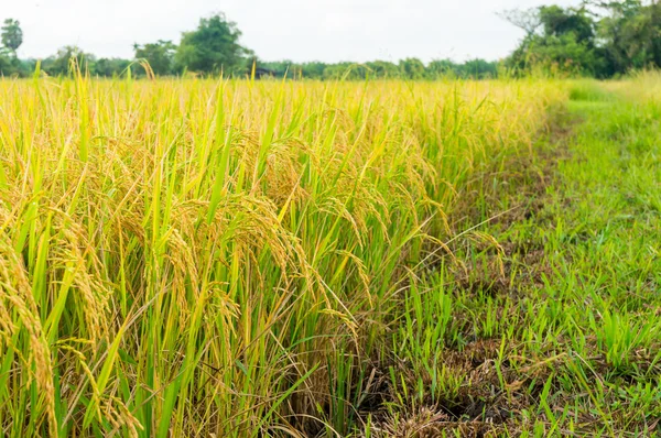 Rice fiel — Stock Photo, Image