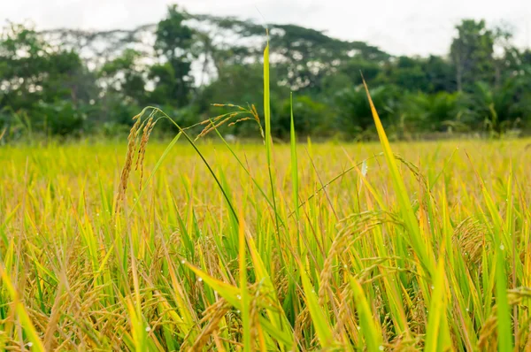 Rice fiel — Stock Photo, Image